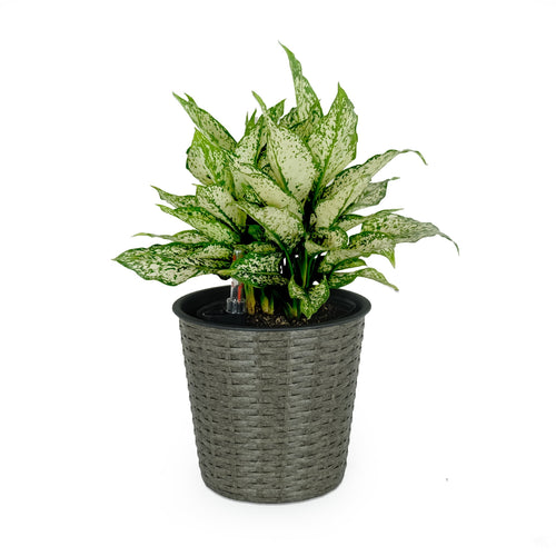 Grey woven-style round planter with inner pot and self-watering indicator, planted with variegated foliage on white background