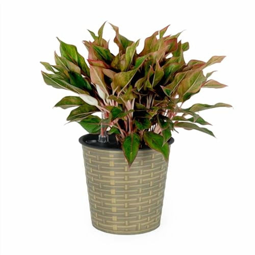 Woven-pattern plastic planter with self-watering indicator and a leafy potted plant against white background.