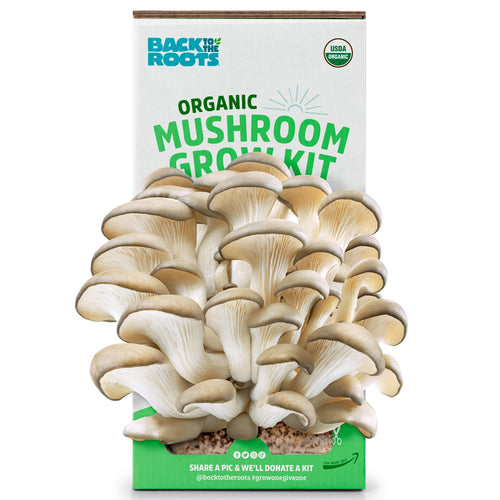 Back to the Roots boxed organic mushroom grow kit with a large cluster of pearl oyster mushrooms emerging from the front
