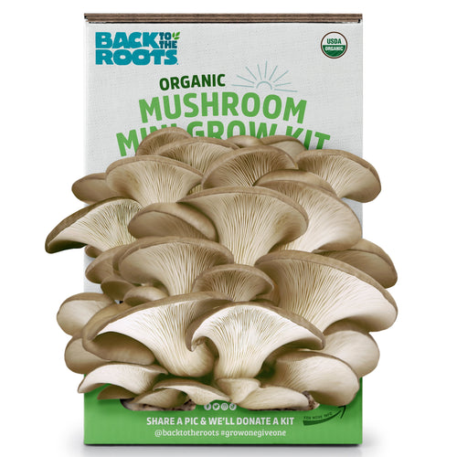 Back to the Roots packaging with a cluster of pearl oyster mushrooms growing in front of the organic mini grow kit box
