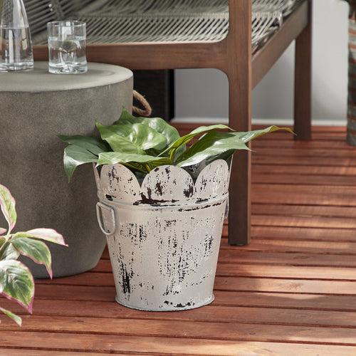 Distressed white metal scalloped bucket planter with green foliage placed on a wooden floor beside a chair and side table.