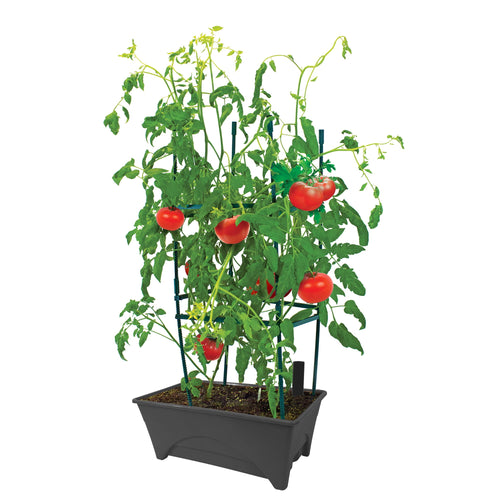 Black rectangular self-watering planter filled with tomato plant and ripe red tomatoes against white background