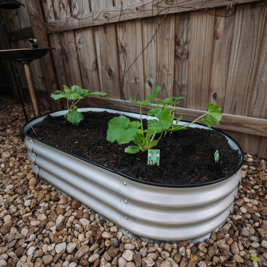 Oval galvanized metal raised garden bed filled with soil and young plants on pebble ground