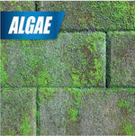 Close-up of green algae growth on paving stones with a blue banner labeled 'ALGAE'