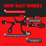 Illustrated infographic titled How Bait Works showing ants carrying bait to colony and sequence leading to queen’s death