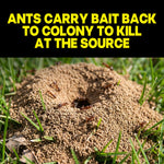 Close view of an outdoor ant mound with ants on dirt and bold yellow text explaining ants carry bait back to the colony.