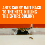 Close-up image of an ant near a crevice under molding with orange panel text stating ants carry bait back to the nest.