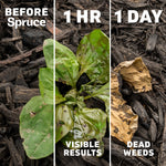 Before/after three-panel photo showing a weed healthy, one hour wet, and one day dead on mulch illustrating visible results