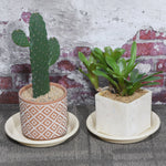 Two beige plastic saucers used as trays beneath small decorative potted plants against a textured wall background