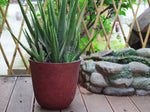 Rust-colored planter on a wooden deck holding tall succulents beside a small rock water feature