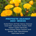 Close-up of dandelion flowers above text panel listing weeds protected against, with bold heading about 200+ weeds