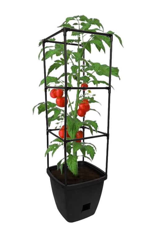 Black self-watering planter with adjustable square trellis holding a tomato plant on white background.