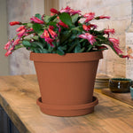 Indoor scene of a Bloem terra cotta planter on a saucer holding a flowering pink plant on a wooden table.