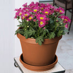 Bloem terra cotta planter on a saucer filled with pink chrysanthemums, shown on a small table indoors.