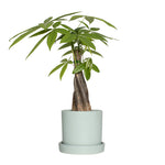 Braided-stem green houseplant planted in a semi-matte mint ceramic pot with matching saucer on white