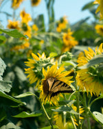 Yellow sunflower head visited by a yellow-and-black butterfly among a dense field of sunflowers.