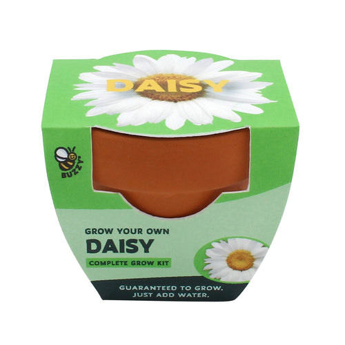 Packaged Buzzy Daisy grow kit showing terracotta mini pot visible through green daisy-branded sleeve