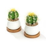 Two small green cacti planted in white jar-shaped ceramic pots resting on round bamboo saucers, bright studio lighting