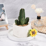 Styled tabletop scene with a small potted cactus placed on a white ceramic saucer beside decorative items