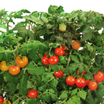 Dense tomato plant foliage with clusters of red and orange cherry tomatoes among green leaves
