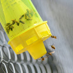 Close-up of the trap’s bottom showing several yellowjackets entering and clustered inside a translucent RESCUE! trap.