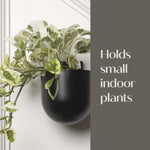 Black metal wall planter mounted on a white wall holding trailing variegated foliage with text ‘Holds small indoor plants’