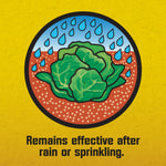 Circular icon of a head of lettuce under raindrops with caption indicating product remains effective after rain or sprinkling
