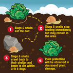 Illustrated infographic showing slugs and snails eating bait and returning to shelter with numbered steps and soil background