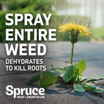 Close-up of a dandelion growing between pavers with overlay text ‘Spray entire weed, dehydrates to kill roots’