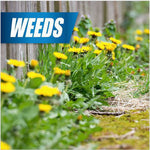 Photographic close-up of a row of dandelions along a fence with a blue banner labeled 'WEEDS'