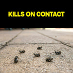 Close-up of several dead flies on a stone surface with headline text 'Kills on Contact' above the scene.