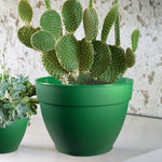 Green Jacinto planter holding a cactus, styled on a shelf with a textured wall backdrop and a smaller plant nearby