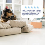 Small dog lying on cushions in a living room scene with a speech-bubble style five-star testimonial