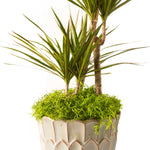 Tall dracaena-style plant in a scalloped ceramic pot topped with bright green preserved Spanish moss