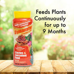 Dynamite Cactus & Succulent Food bottle on a wooden surface with blurred garden background and text about feeding duration