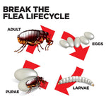 Illustrated lifecycle diagram showing adult flea, eggs, larvae and pupae with arrows and the heading 'Break the Flea Lifecycle'.