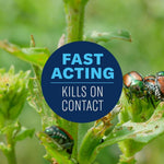 Close-up of chewed green leaves with Japanese beetles and circular badge reading 'FAST ACTING KILLS ON CONTACT'.