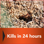 Close-up of a fire ant mound entrance with red ants on soil and text overlay about 24-hour kill