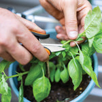 Hands using Fiskars herb snips to trim basil from a potted plant in a close-up garden shot