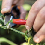 Close-up lifestyle photo of Fiskars snips cutting a red chili pepper on the stem