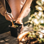 Person using a Fiskars seed trowel and orange seed stylus to plant a seedling in a small pot outdoors