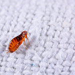 Close-up macro of a brown flea standing on white woven carpet fibers, highly detailed
