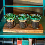 Styled lifestyle shot of three faux succulent rosettes in glass pots sitting on a wooden tray on a teal shelf