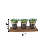 Three artificial succulents in clear shot-glass pots on a wooden plank with arrows marking dimensions