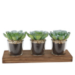 Three artificial green succulent rosettes in clear glass pots filled with soil and pebbles, on a rectangular wooden tray