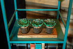 Wider lifestyle image showing three artificial succulents in glass pots on a wooden tray placed on a teal shelving unit