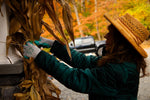 Person in a hat wearing G & F grey knit gloves with teal palms fastening dried corn stalks to a post.