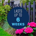 Garden scene with pink hydrangeas and a dark fence overlaid by a circular graphic reading "Lasts up to 6 weeks"