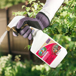 Hand wearing a purple gardening glove spraying Captain Jack's Deadbug Brew bottle toward green foliage