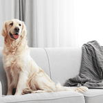 Golden retriever sitting on a light-colored sofa in a home setting, conveying a pet-friendly lifestyle context.